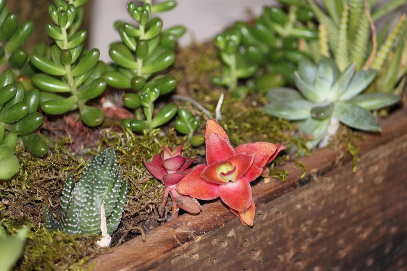 Mystical Centerpieces