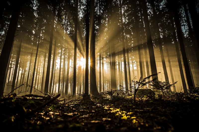 Woodland Clearings