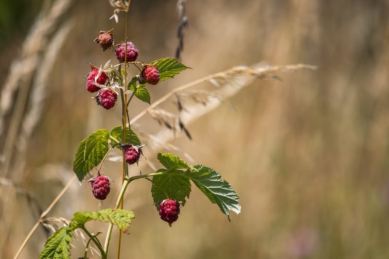 Raspberries